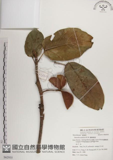 蘭嶼蘋婆藏品圖，第1張