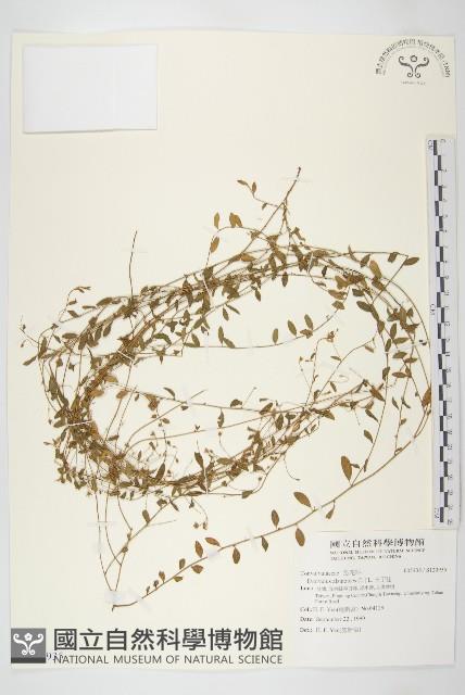 土丁桂藏品圖，第1張