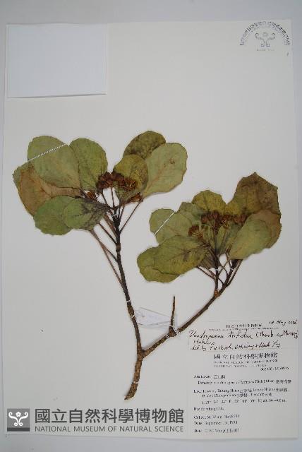 三菱果樹參藏品圖，第1張