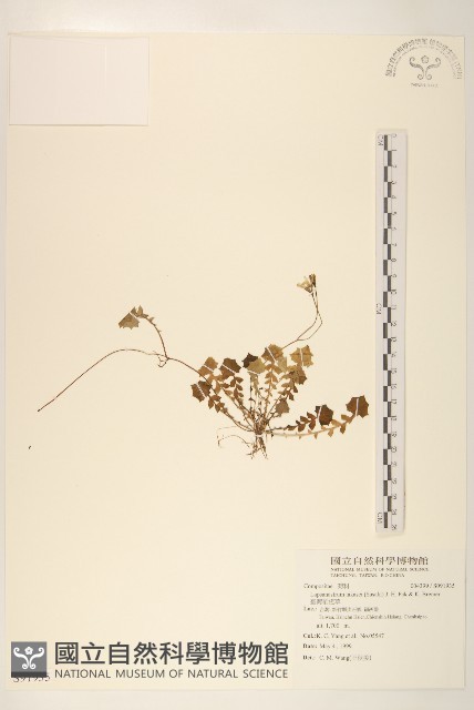 臺灣稻槎草藏品圖，第1張