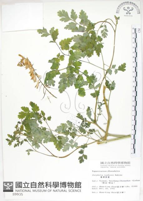 臺灣黃菫藏品圖，第1張