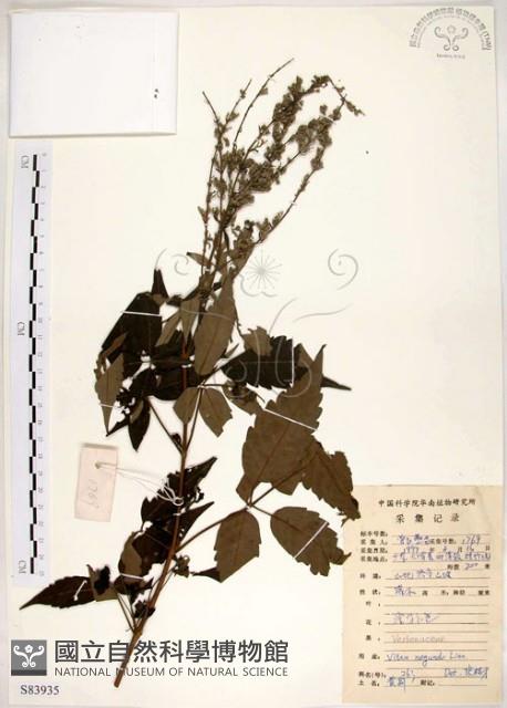 黃荊藏品圖，第1張