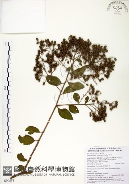 九芎藏品圖，第1張