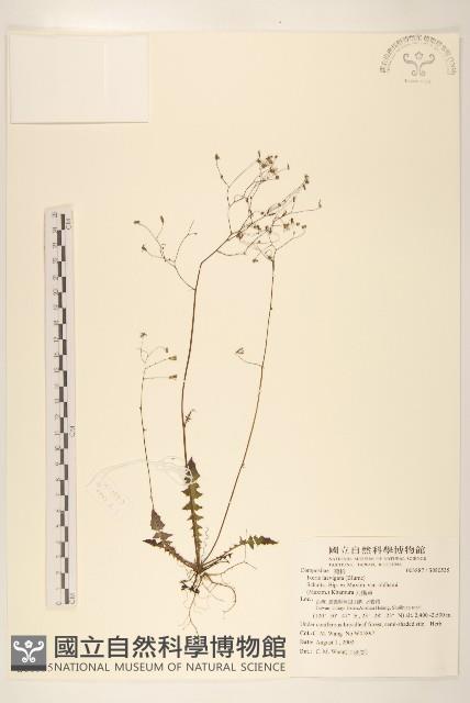 刀傷草藏品圖，第1張