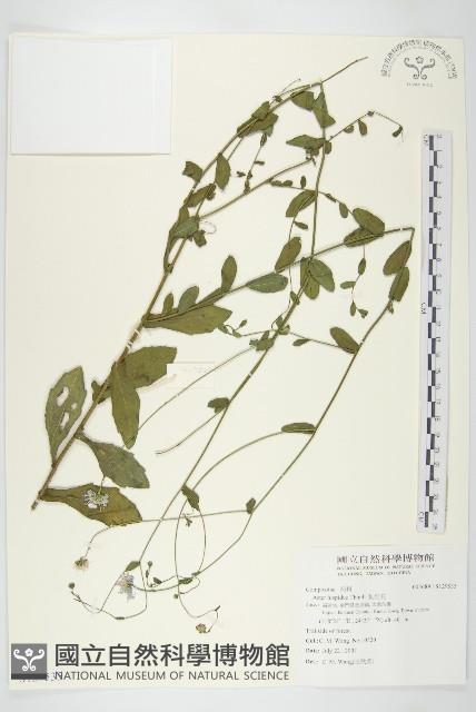 狗娃花藏品圖，第1張