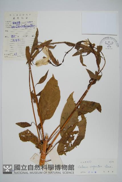 青葙藏品圖，第1張