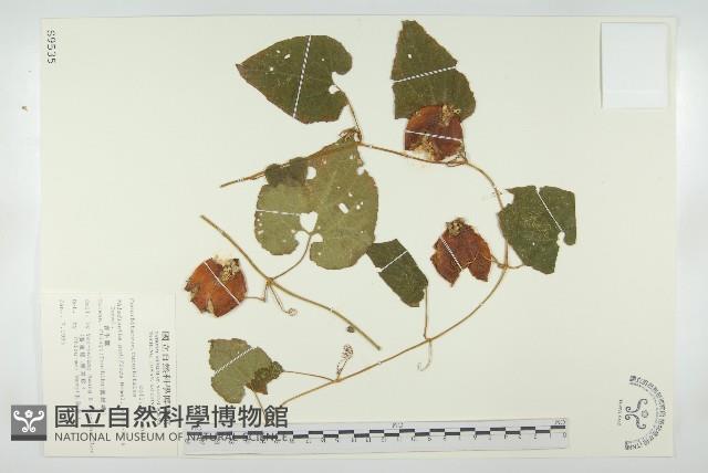 青牛膽藏品圖，第1張