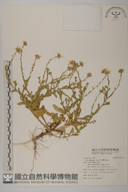 臺灣狗娃花藏品圖，第1張