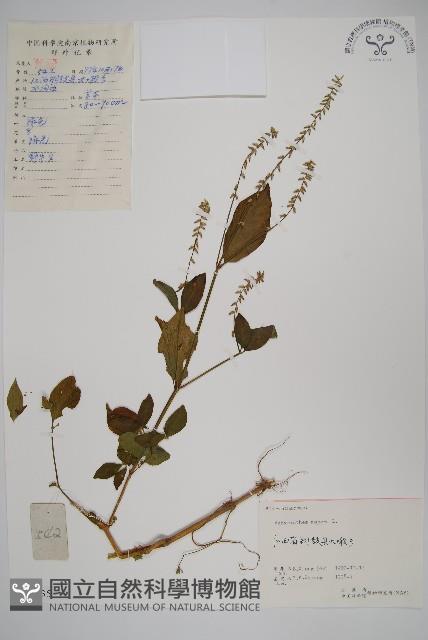 土牛膝藏品圖，第1張