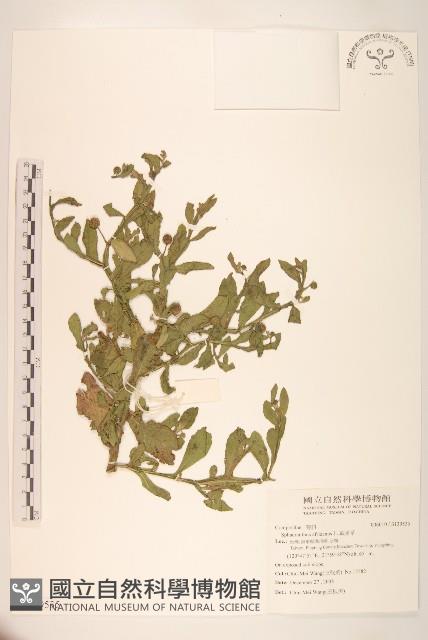 戴星草藏品圖，第1張