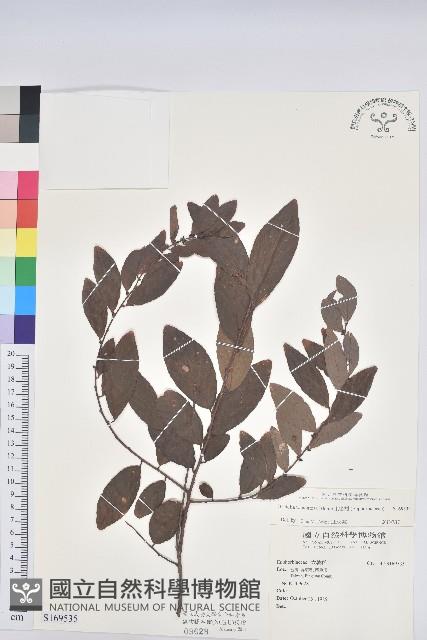 土密樹藏品圖，第1張