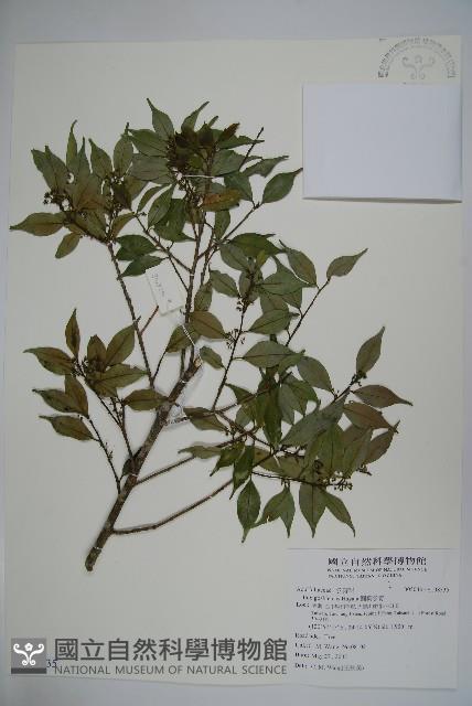 圓葉冬青藏品圖，第1張