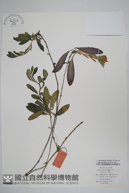 梓木草藏品圖，第1張