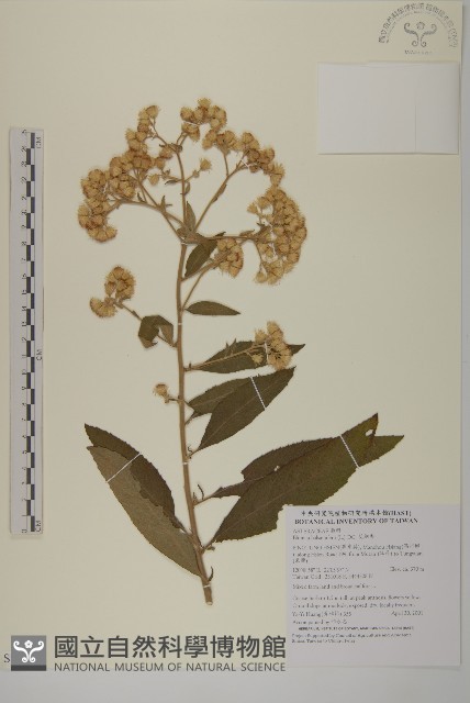 艾納香藏品圖，第1張
