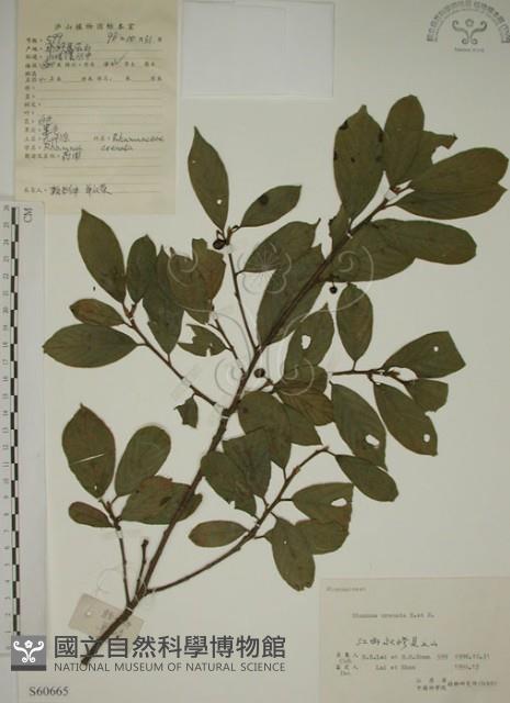 鈍齒鼠李藏品圖，第1張