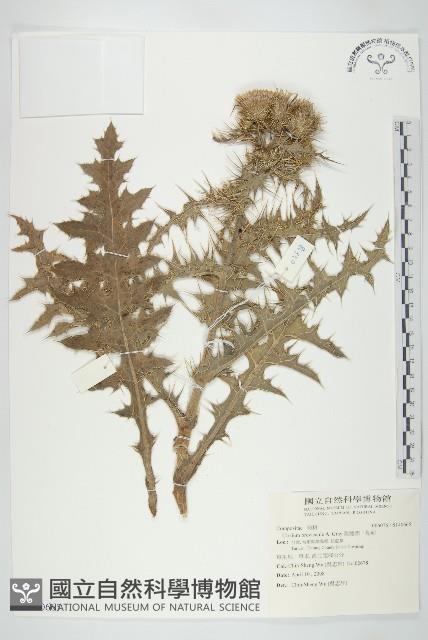 白花小薊藏品圖，第1張