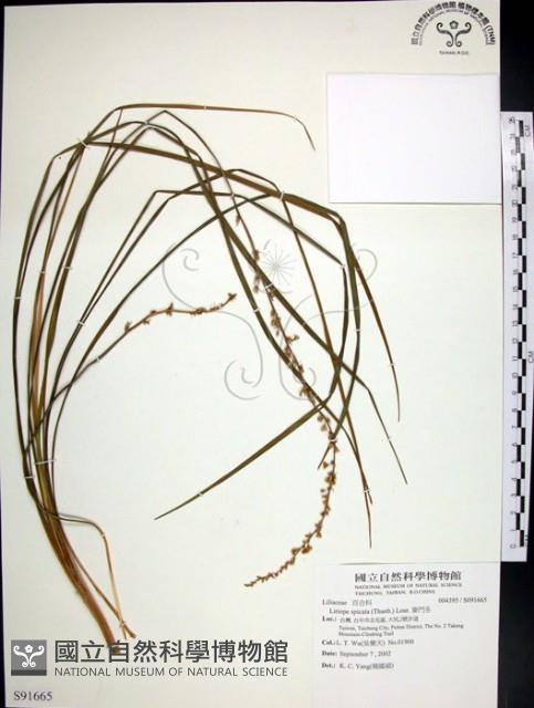 麥門冬藏品圖，第1張