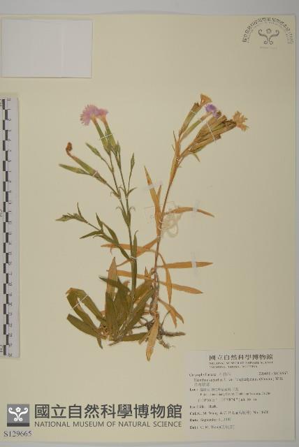 長萼瞿麥藏品圖，第1張