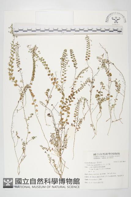 土丁桂藏品圖，第1張