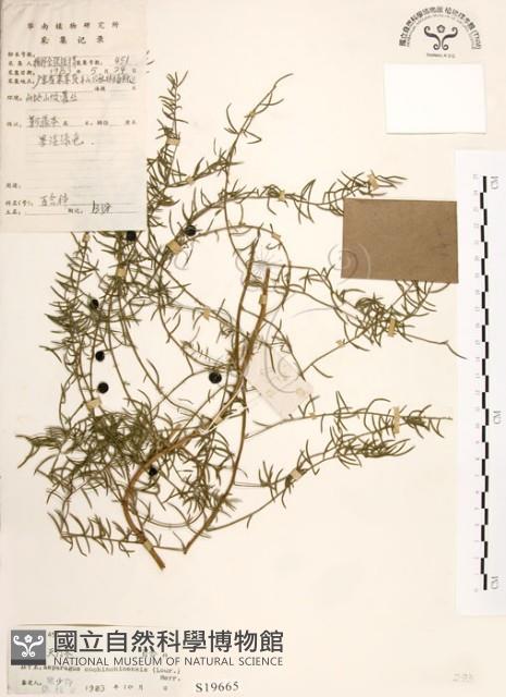 天門冬藏品圖，第1張