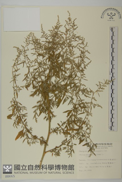 小葉藜藏品圖，第1張