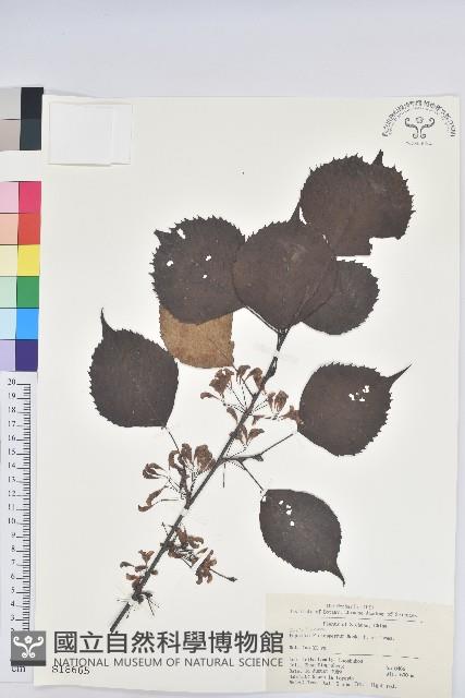 領春木藏品圖，第1張