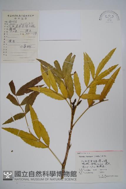 細葉十大功勞藏品圖，第1張