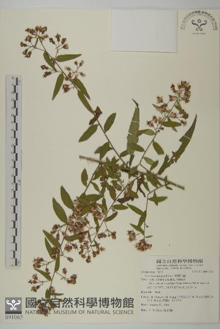 臺灣馬蘭藏品圖，第1張