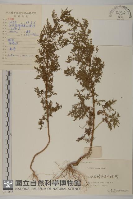 黃花蒿藏品圖，第1張