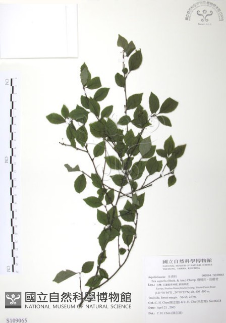 燈稱花、烏雞骨藏品圖，第1張