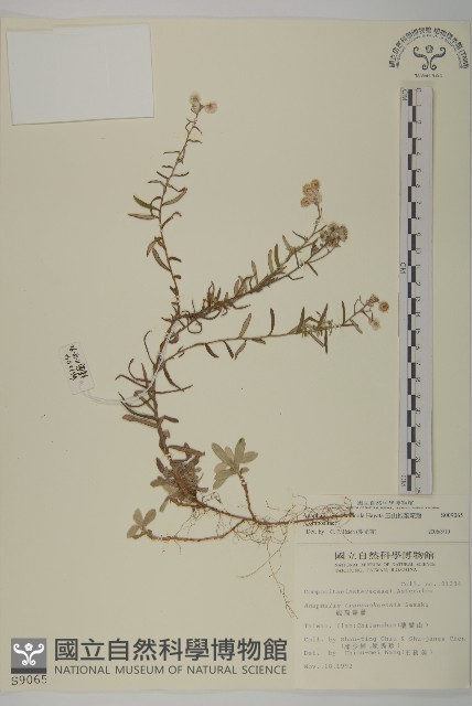 玉山抱莖籟簫藏品圖，第1張