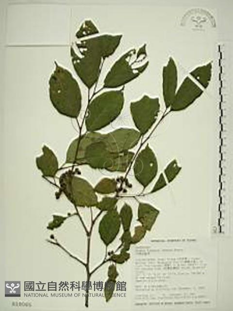 中原氏鼠李藏品圖，第1張