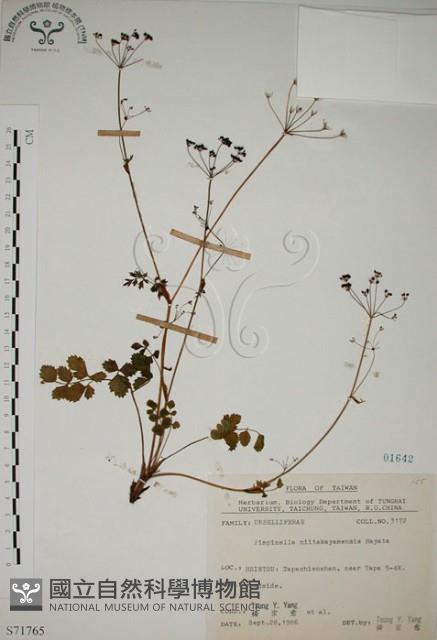 玉山茴香藏品圖，第1張