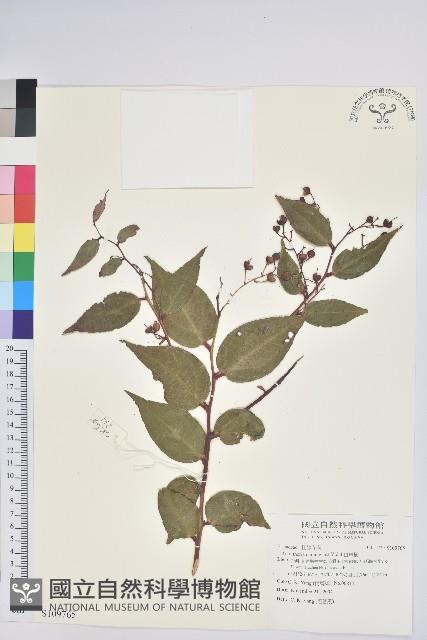 白珠樹藏品圖，第1張