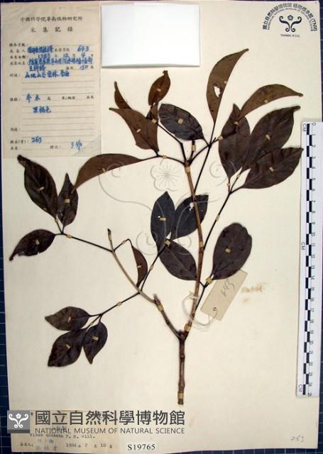 山埔姜藏品圖，第1張