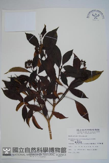 臺灣樹參藏品圖，第1張