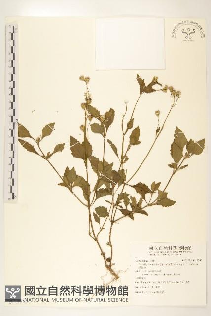 貓腥草藏品圖，第1張