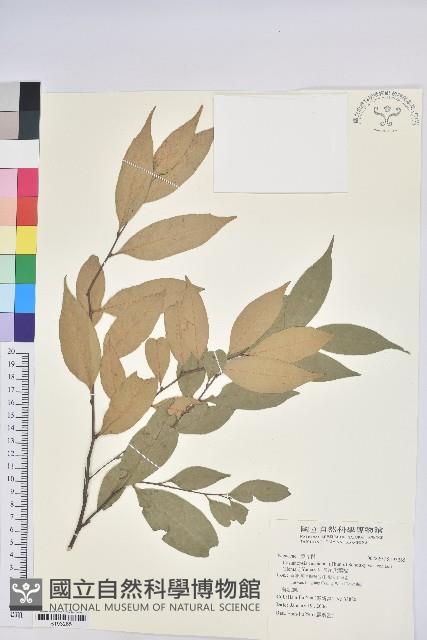 長尾尖葉櫧藏品圖，第1張