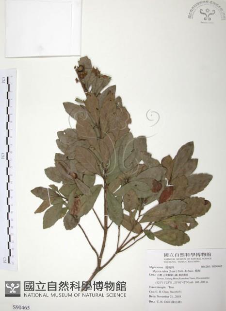 楊梅藏品圖，第1張