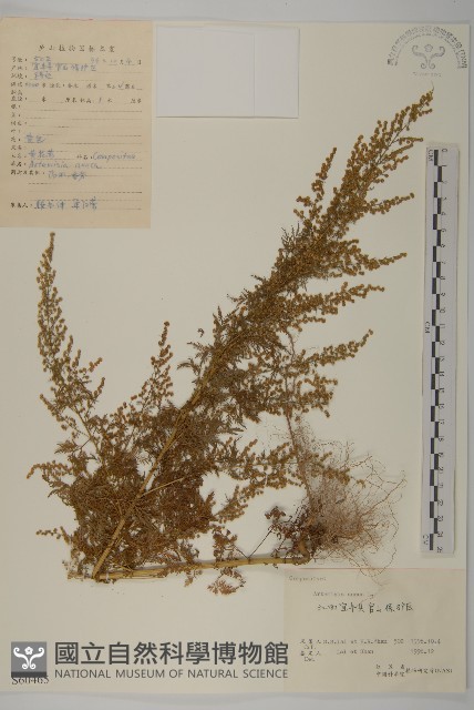黃花蒿藏品圖，第1張