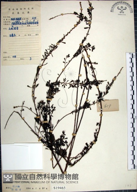 鐵掃帚、千里光藏品圖，第1張