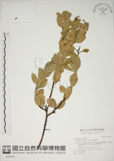 南嶺蕘花藏品圖，第1張