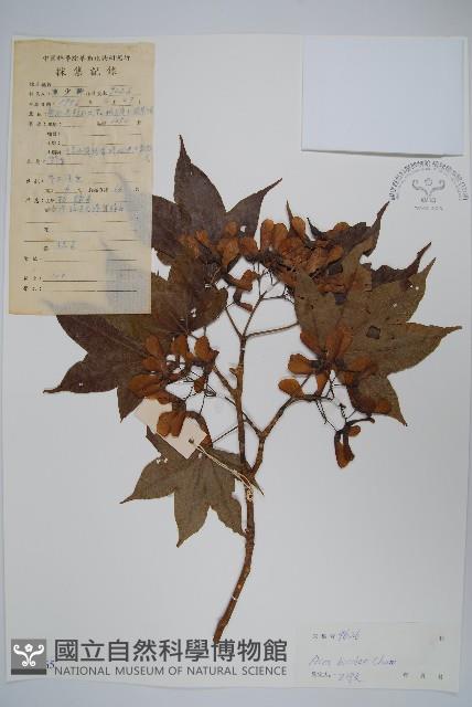 兩色槭藏品圖，第1張