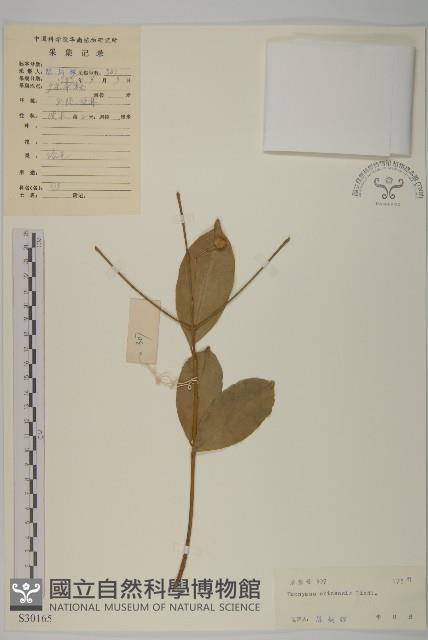 中國衛矛藏品圖，第1張