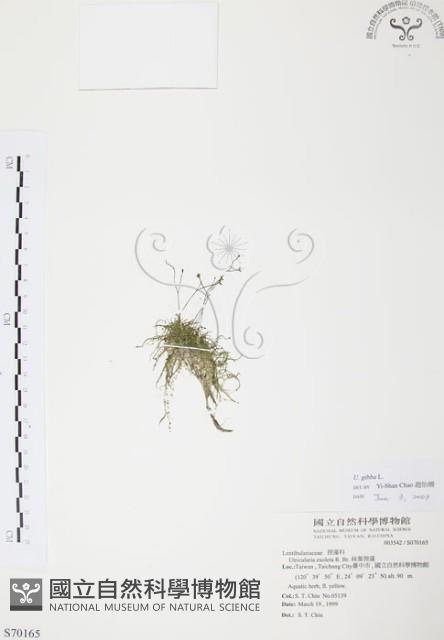 絲葉狸藻藏品圖，第1張