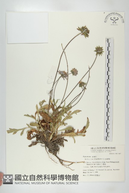 玉山山蘿蔔藏品圖，第1張