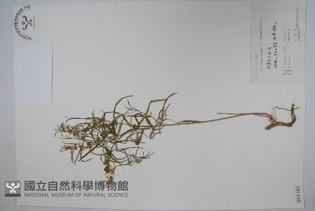 地梢皮藏品圖，第1張