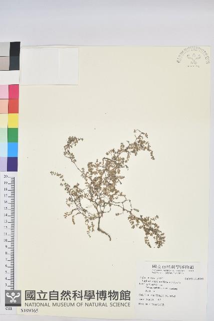 小葉大戟藏品圖，第1張