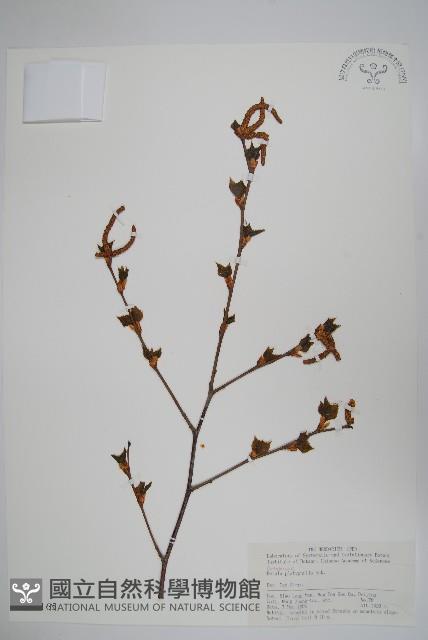 白樺、粉樺、臭樺藏品圖，第1張