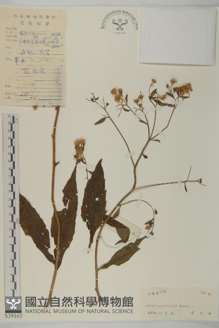 山白蘭藏品圖，第1張